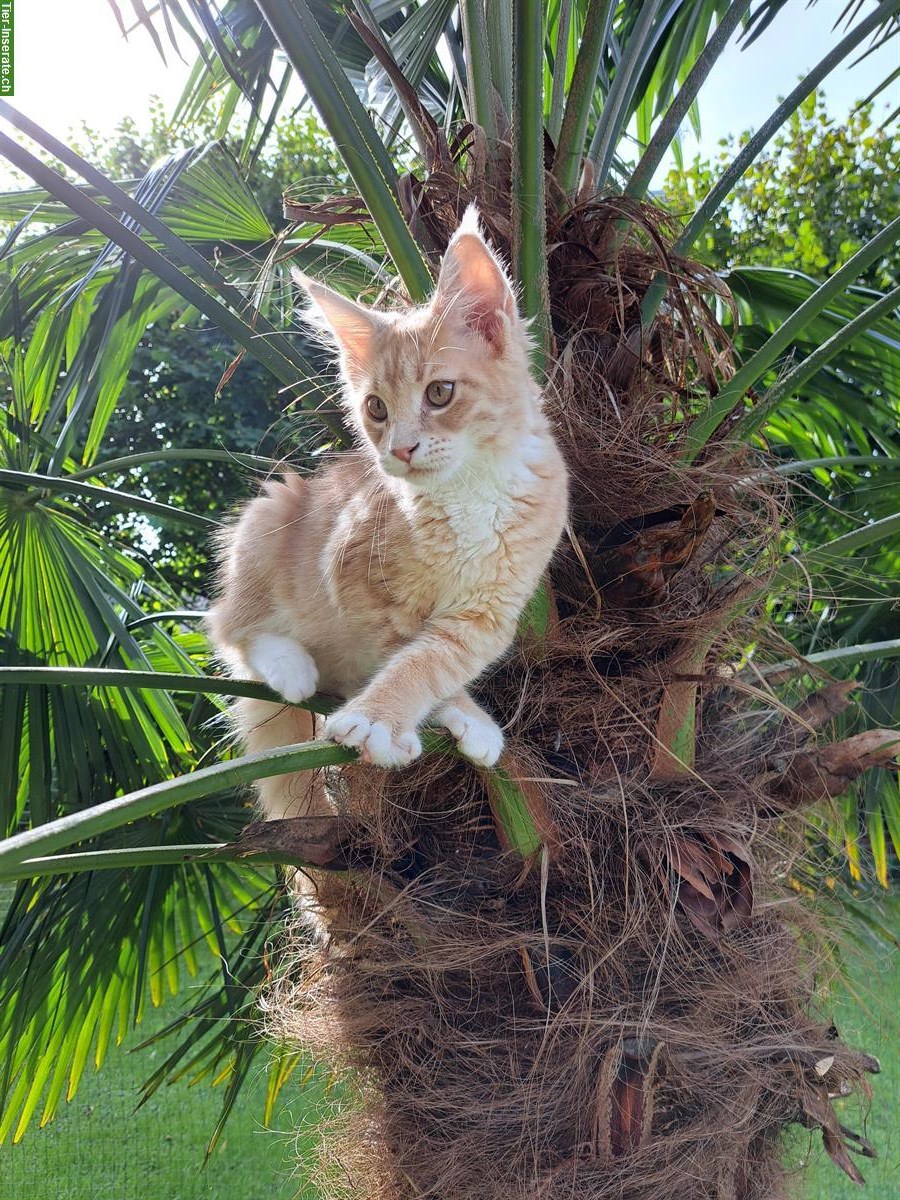 Bild 5: Rote Maine Coon Katzenmädchen, reinrassig