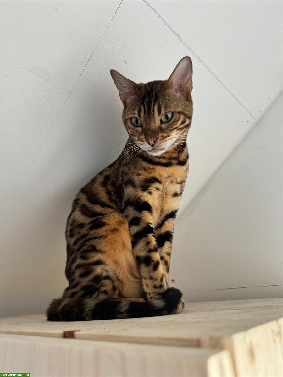 🐆 Bengal Kater, 3-jährig zu verkaufen