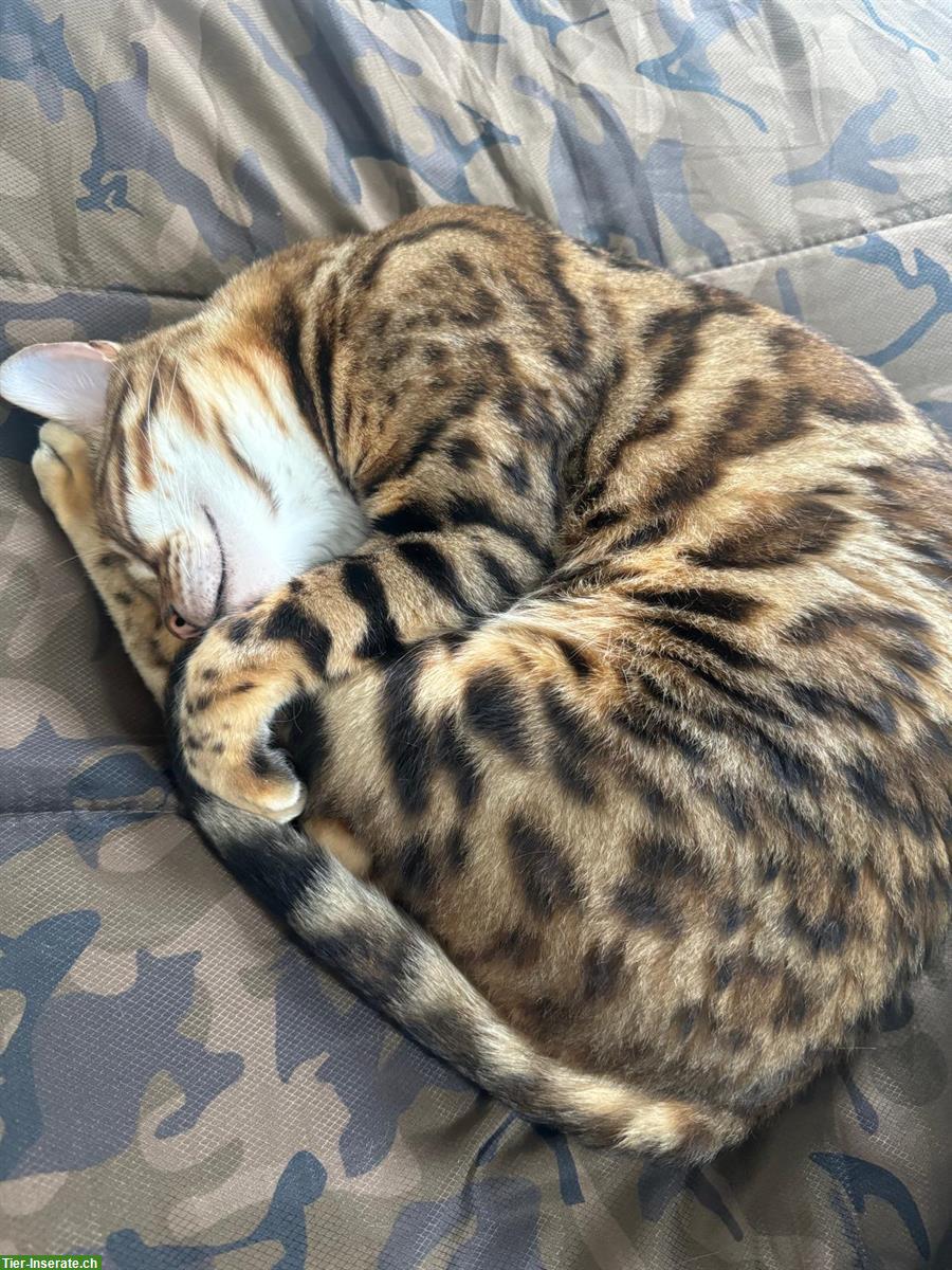 Bild 2: 🐆 Bengal Kater, 3-jährig zu verkaufen