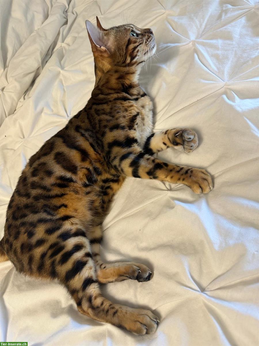 Bild 4: 🐆 Bengal Kater, 3-jährig zu verkaufen