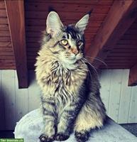 2 Maine Coon Hauskatzen, ca. 1½-jährig