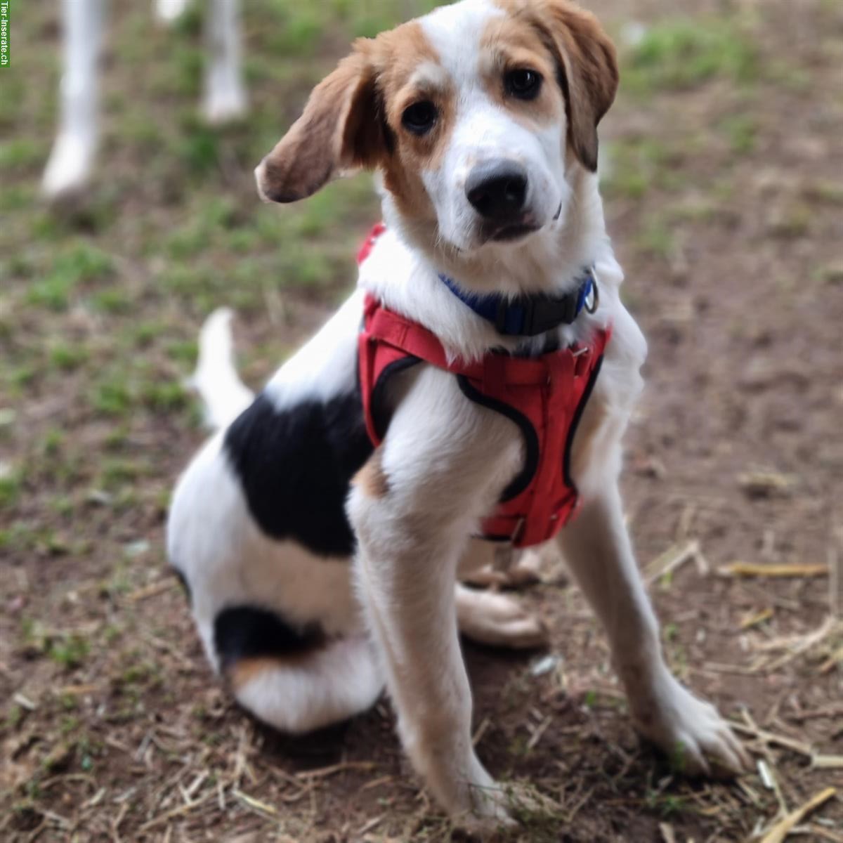 Sunny, ein lieber Rüde sucht seine Familie