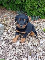 Rottweiler Mischlingswelpen, männlich und weiblich