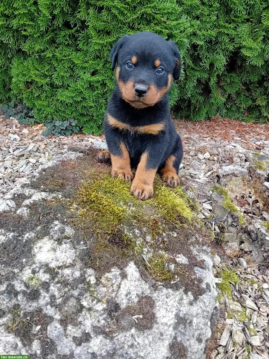 Bild 2: Rottweiler Mischlingswelpen, männlich und weiblich