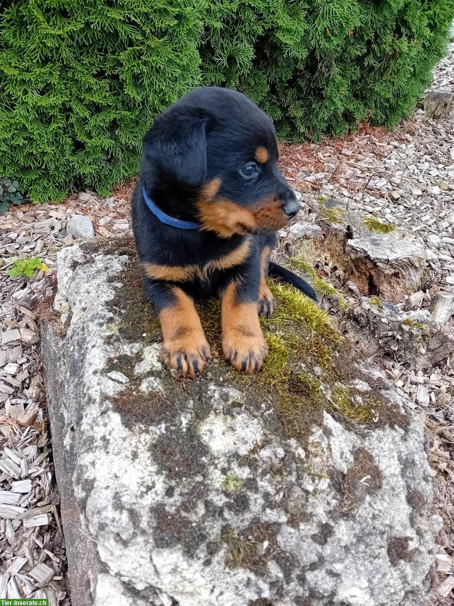 Bild 3: Rottweiler Mischlingswelpen, männlich und weiblich