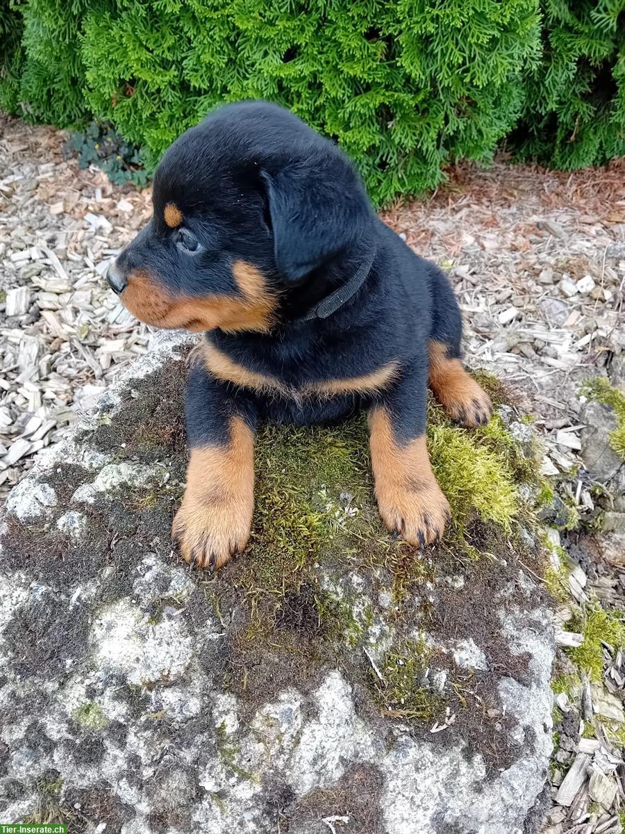 Bild 4: Rottweiler Mischlingswelpen, männlich und weiblich