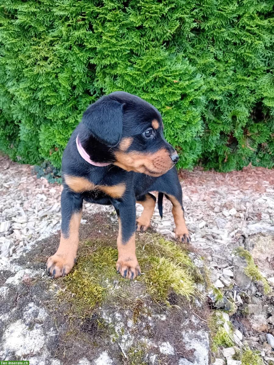 Bild 5: Rottweiler Mischlingswelpen, männlich und weiblich