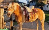 Western-Reitbeteiligung auf Haflinger Wallach, ZH-Oberland