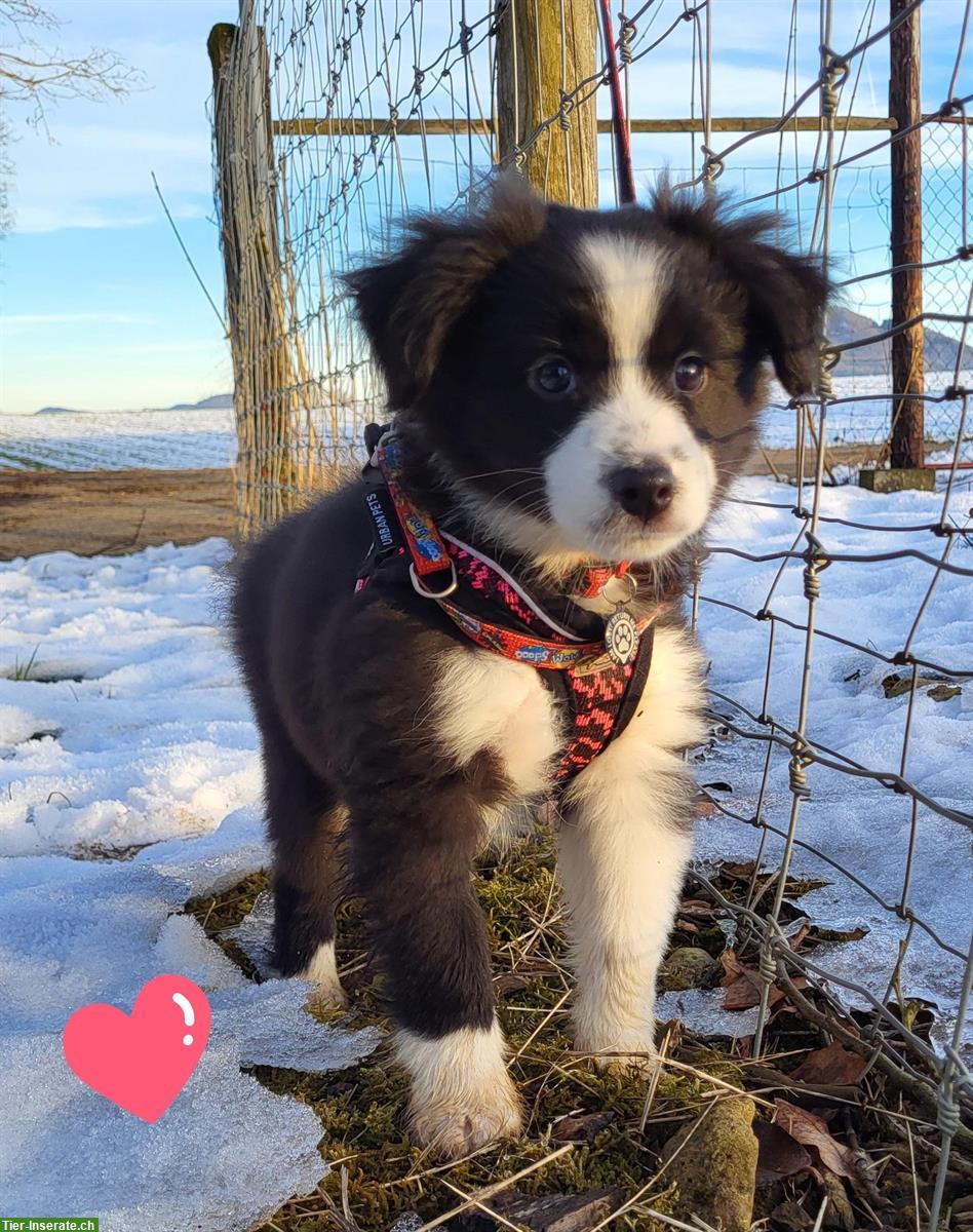 Bild 10: Traumhafte Mini Aussie Welpen & Youngster auf Anfrage