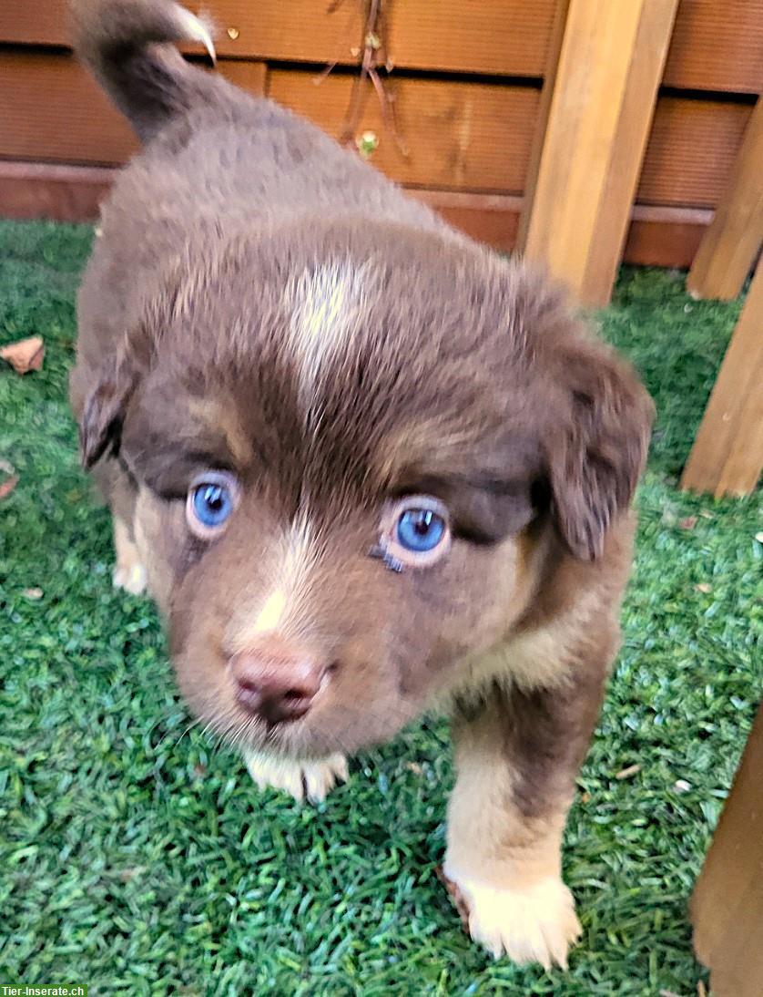 Bild 2: Traumhafte Mini Aussie Welpen & Youngster auf Anfrage