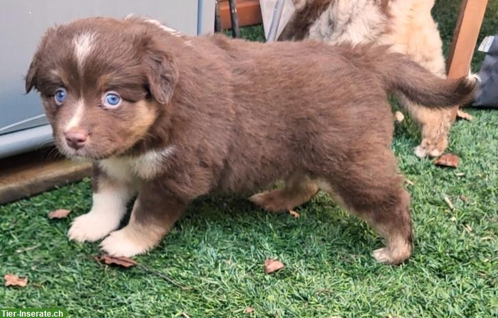 Bild 3: Traumhafte Mini Aussie Welpen & Youngster auf Anfrage