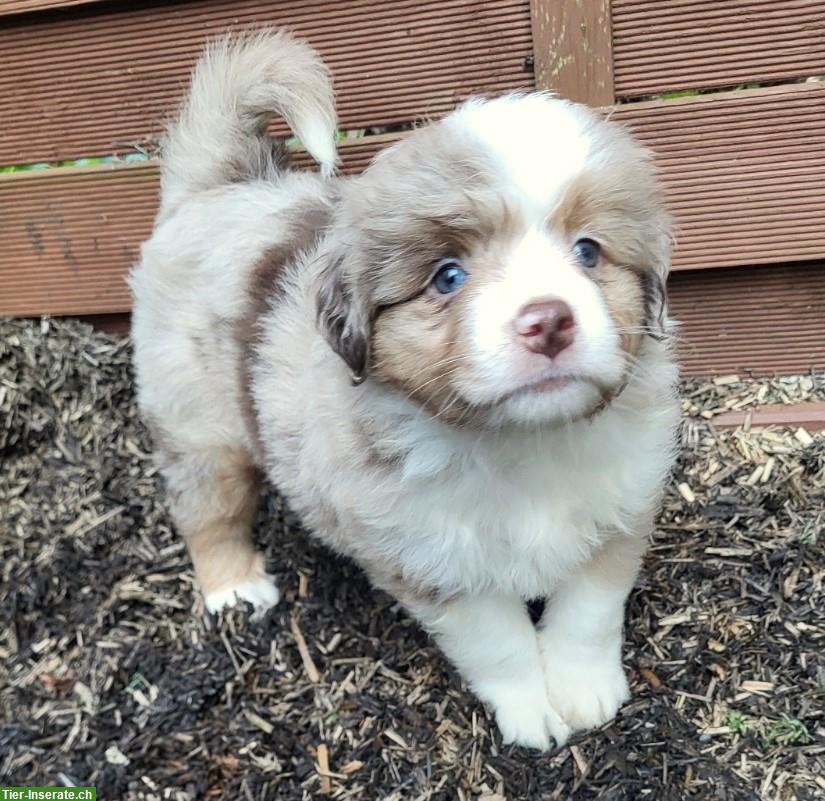 Bild 4: Traumhafte Mini Aussie Welpen & Youngster auf Anfrage