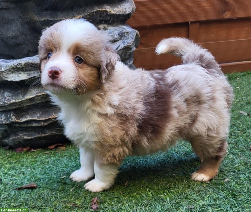 Bild 5: Traumhafte Mini Aussie Welpen & Youngster auf Anfrage