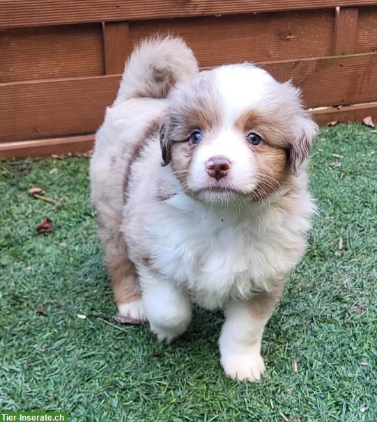 Bild 6: Traumhafte Mini Aussie Welpen & Youngster auf Anfrage