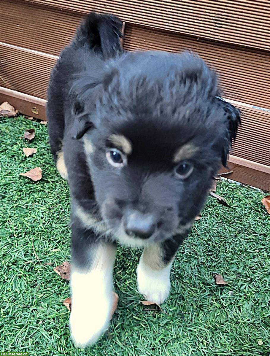 Bild 7: Traumhafte Mini Aussie Welpen & Youngster auf Anfrage