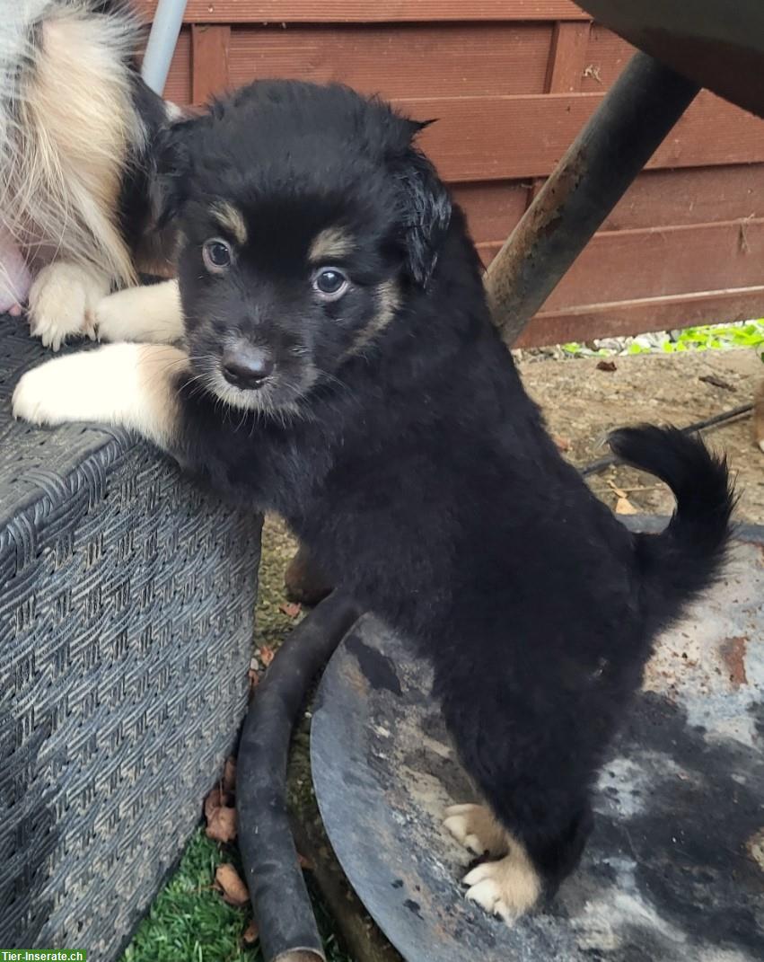 Bild 8: Traumhafte Mini Aussie Welpen & Youngster auf Anfrage