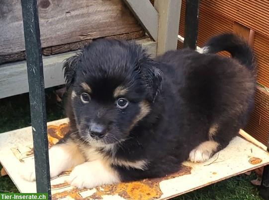 Bild 9: Traumhafte Mini Aussie Welpen & Youngster auf Anfrage