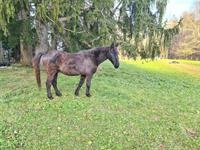 Pony Wallach ans Futter oder Beisteller