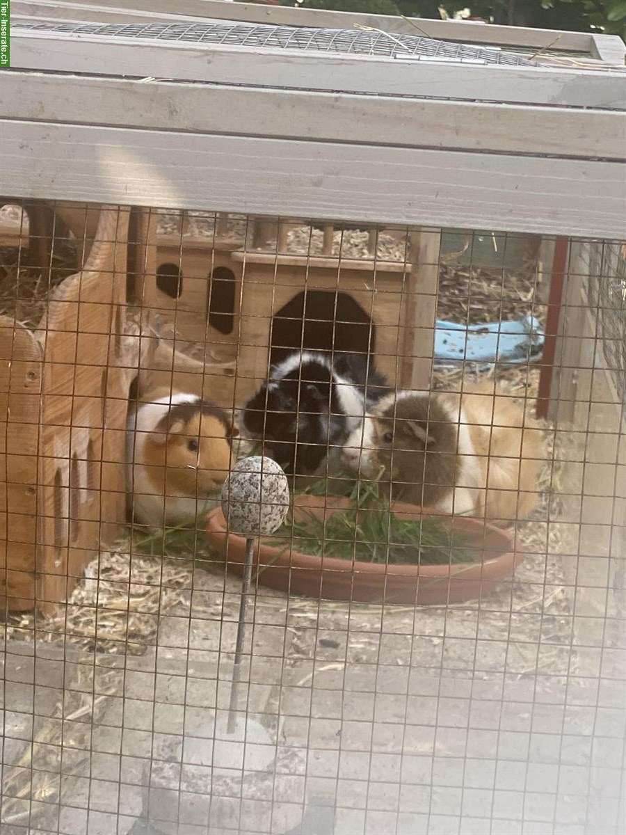 3 Meeris Weibchen mit grossem Aussengehege abzugeben