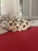 Süsses Ragdoll Katzenmädchen sucht Zuhause