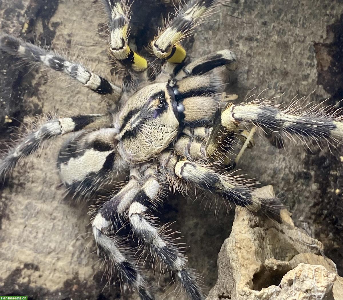 Bild 2: 0.1 Baumvogelspinne, Poecilotheria Regalis mit Terrarium