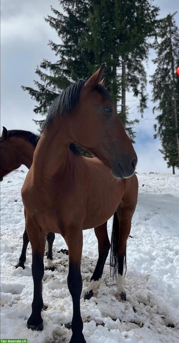 Freizeitpferd sucht ein neues 5⭐️ Zuhause