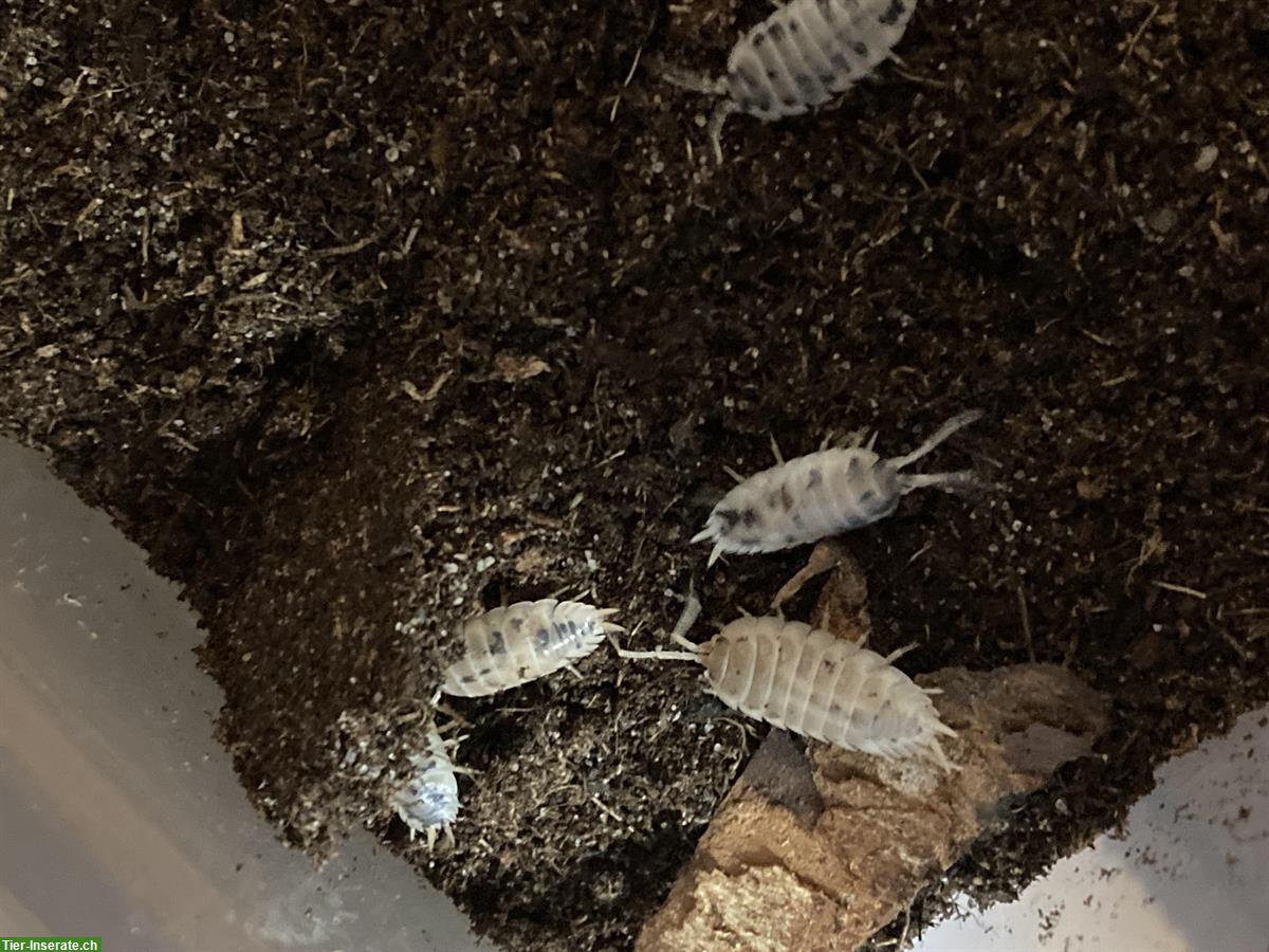 Porcellio leavis Panda (Panda Asseln) zu verkaufen