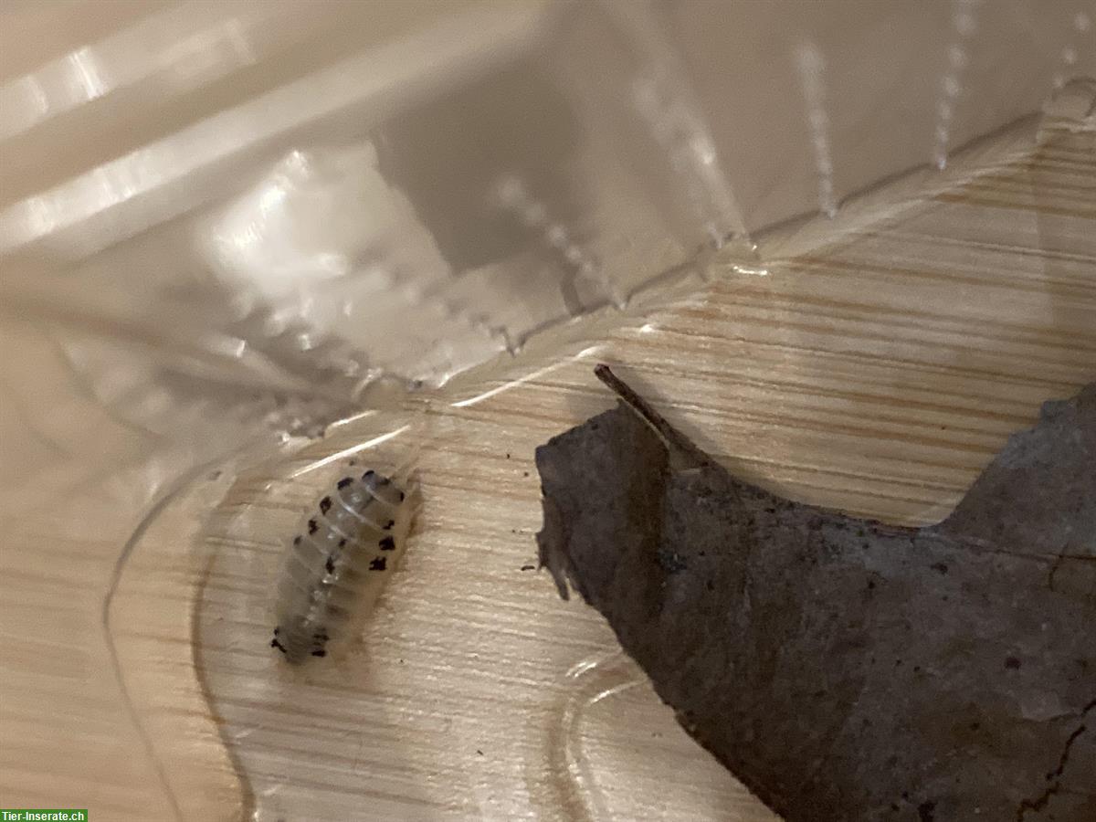 Bild 2: Porcellio leavis Panda (Panda Asseln) zu verkaufen