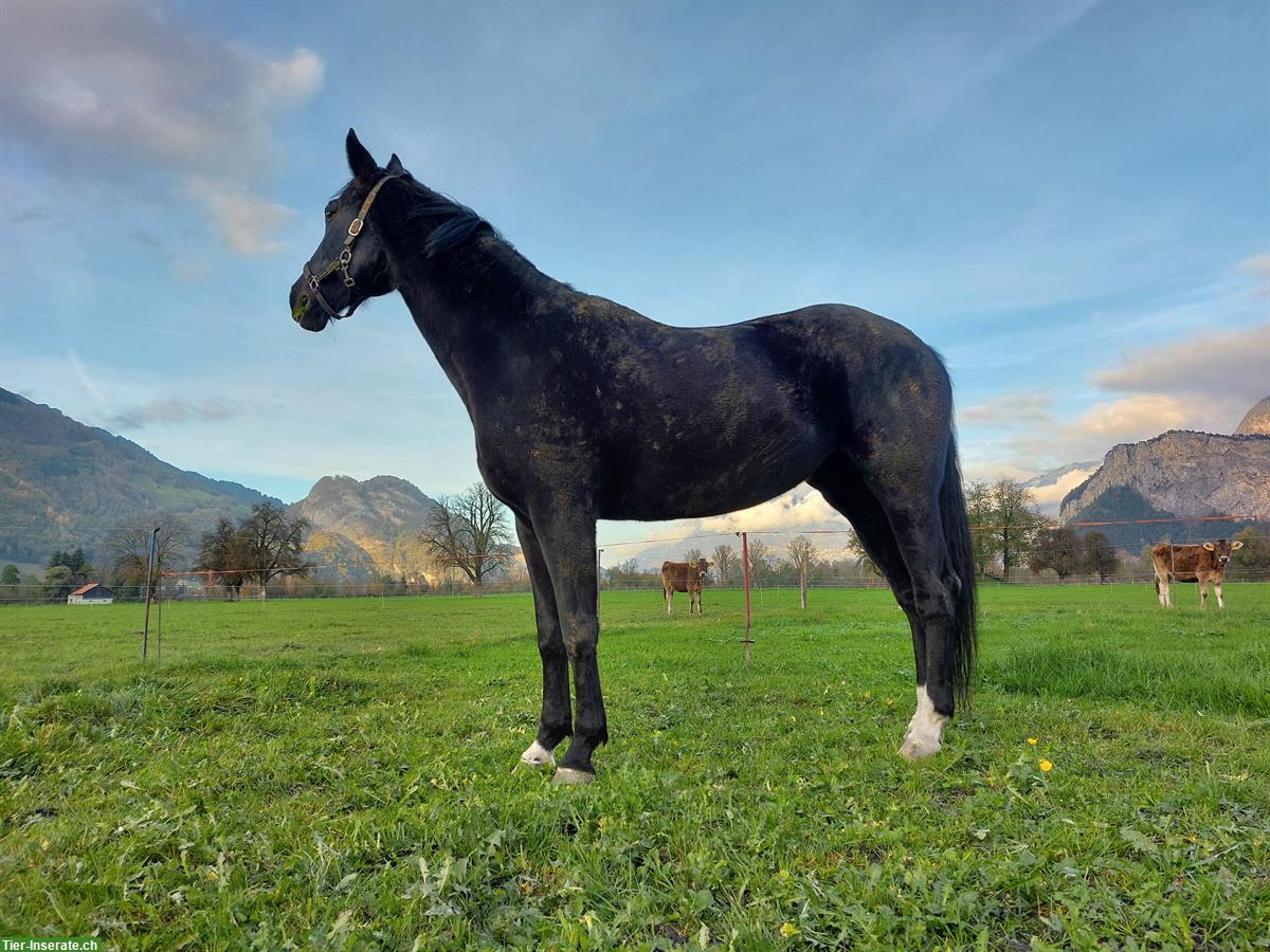 Schweizer Warmblut Stute zu verkaufen