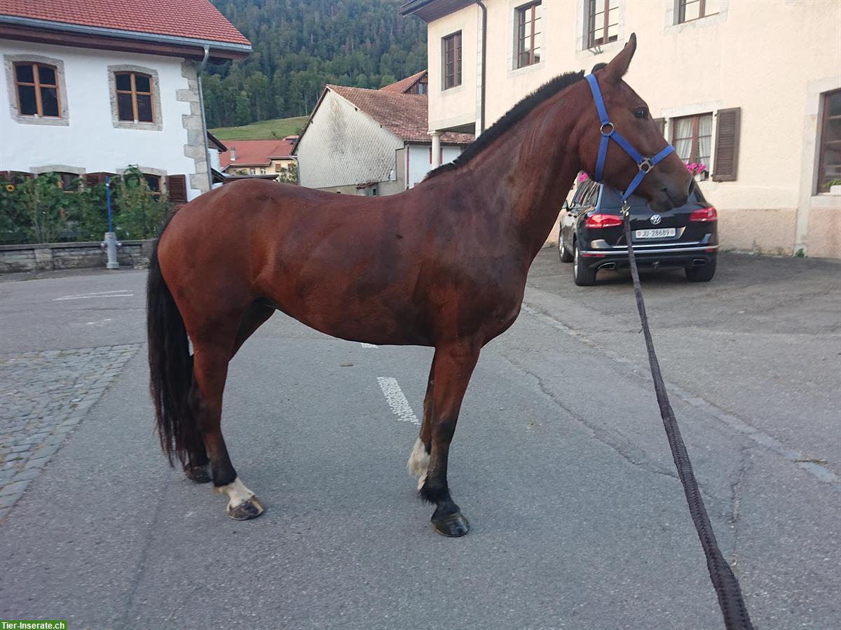 Freiberger Stute, 4.5-jährig für Freizeit, Fahren, Familie