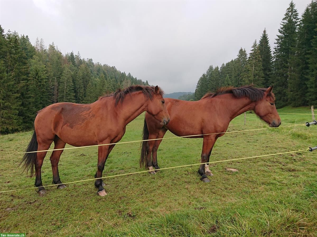 Bild 4: Freiberger Stute, 4.5-jährig für Freizeit, Fahren, Familie