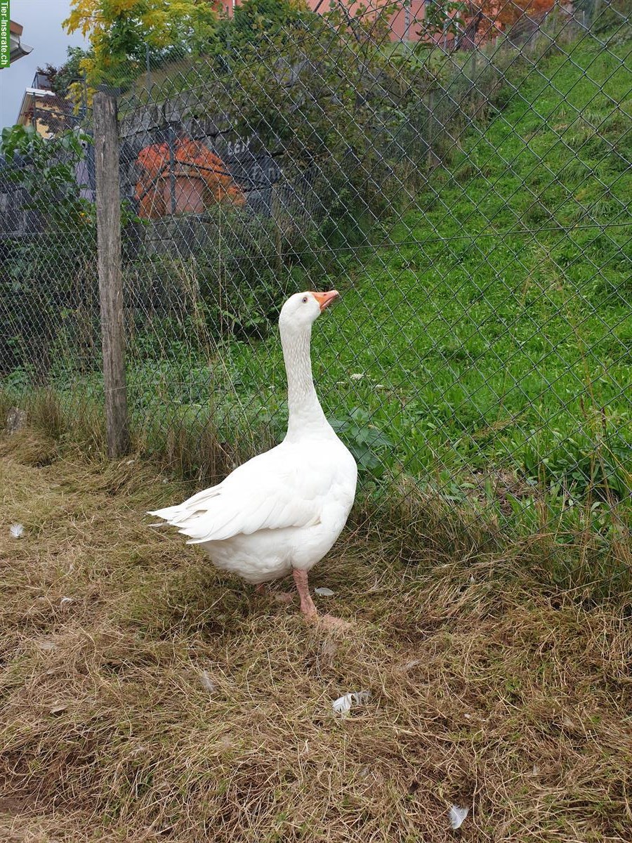 Weisse Bauerngans GRATIS abzugeben