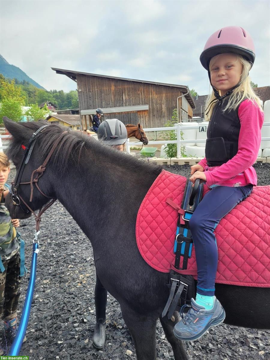 Bild 3: 2 Hippolini Therapie Isländer Stuten abzugeben