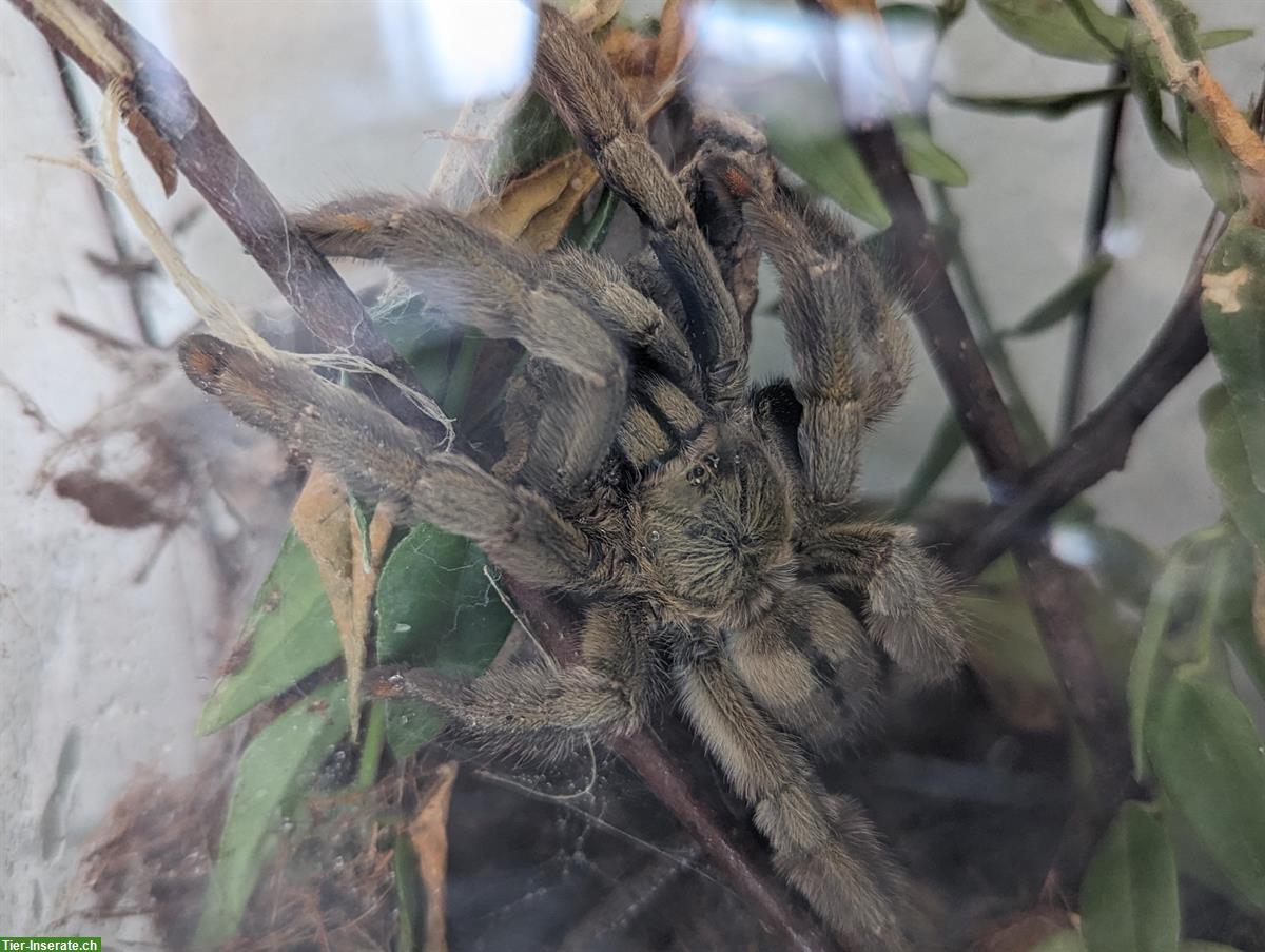 Psalmopoeus cambridgei spiderlinge, Vogelspinnen