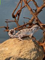 Skorpionschwanzgeckos, Pristurus carteri Nachzuchten