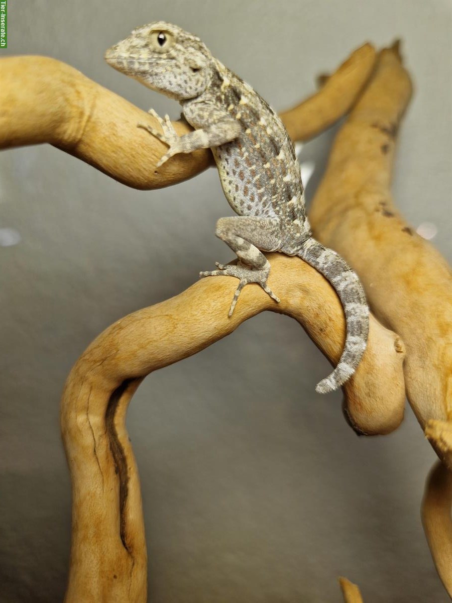 Bild 2: Skorpionschwanzgeckos, Pristurus carteri Nachzuchten