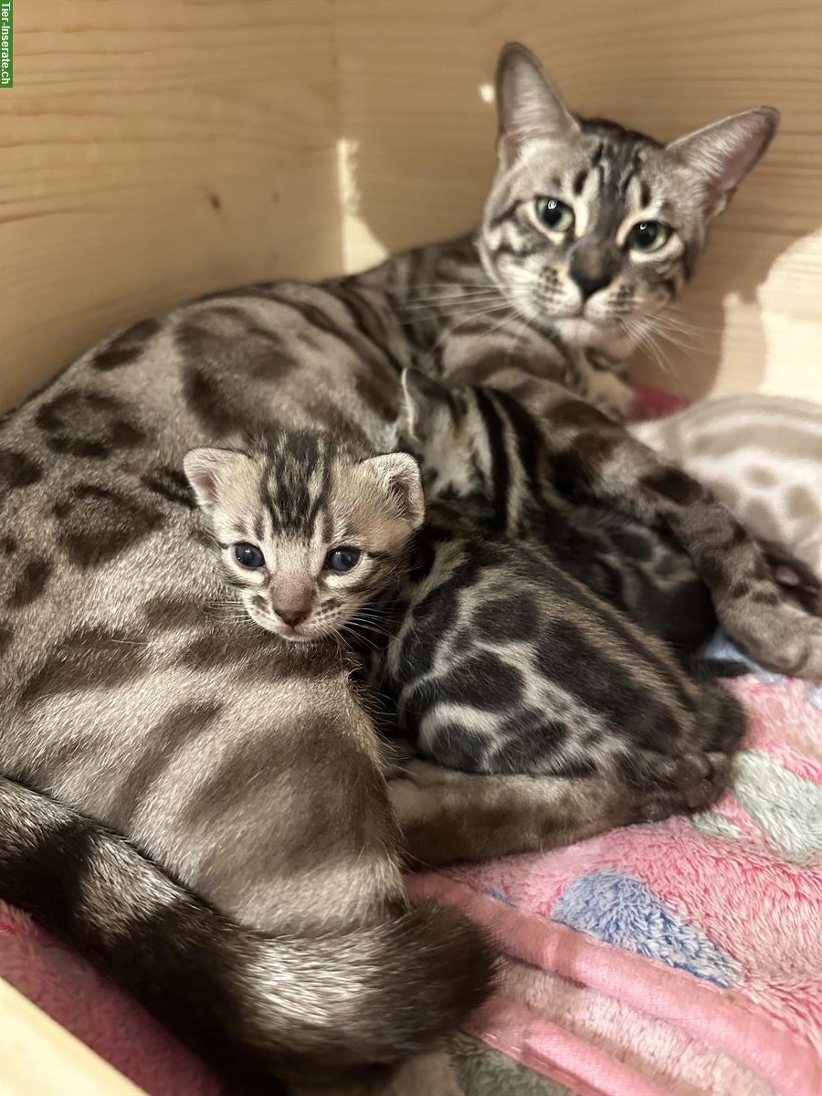 Bengal Kitten reinrassig mit Stammbaum