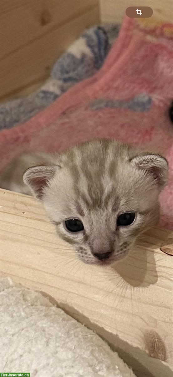 Bild 2: Bengal Kitten reinrassig mit Stammbaum