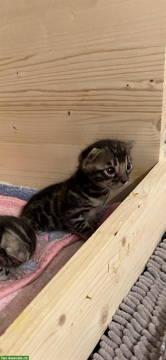 Bild 4: Bengal Kitten reinrassig mit Stammbaum