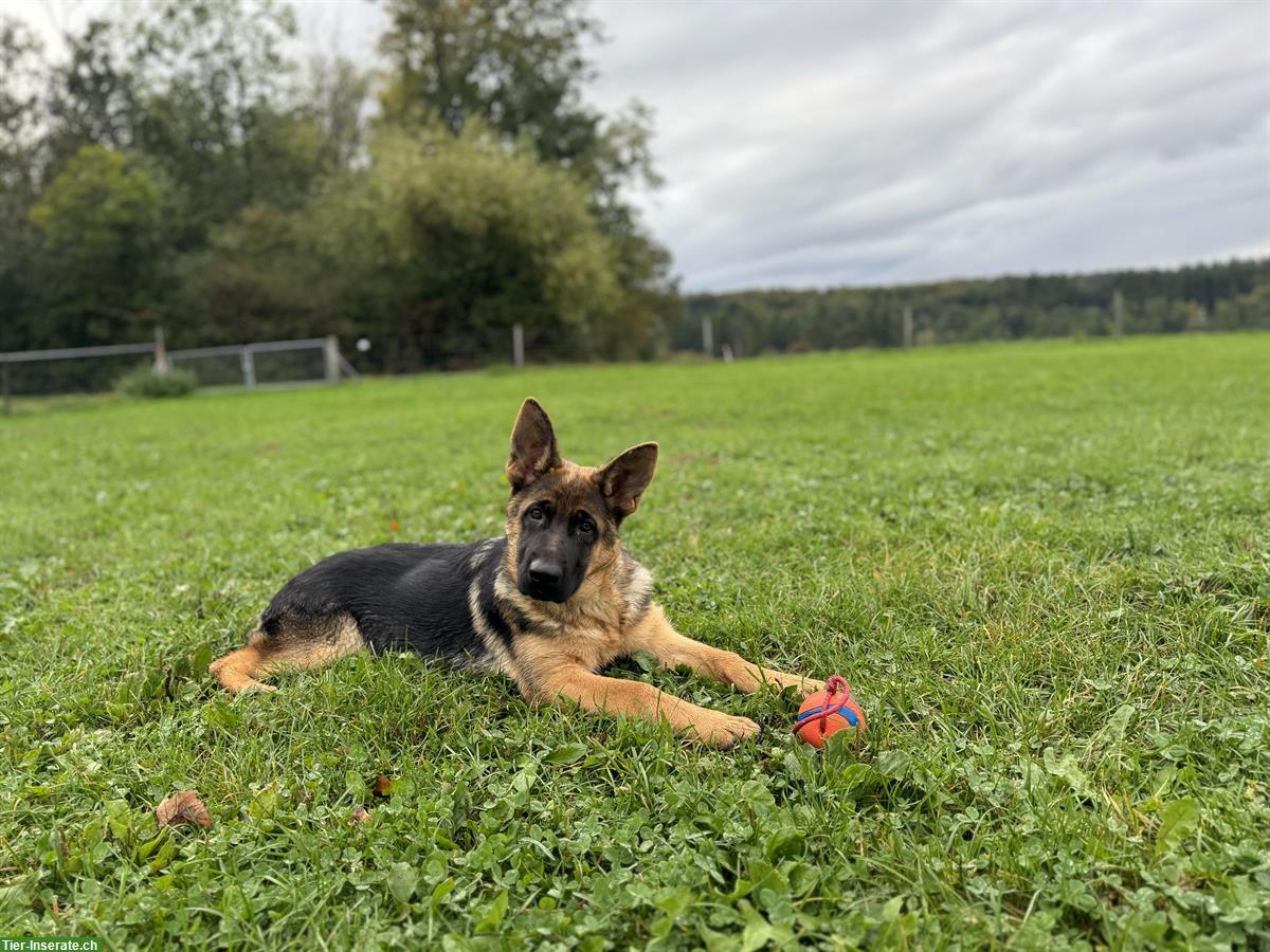 Bild 2: Deutscher Schäferhund Hündin mit SKG/SC Ahnentafel