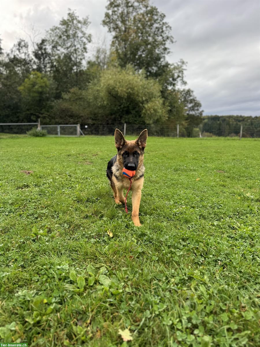 Bild 3: Deutscher Schäferhund Hündin mit SKG/SC Ahnentafel