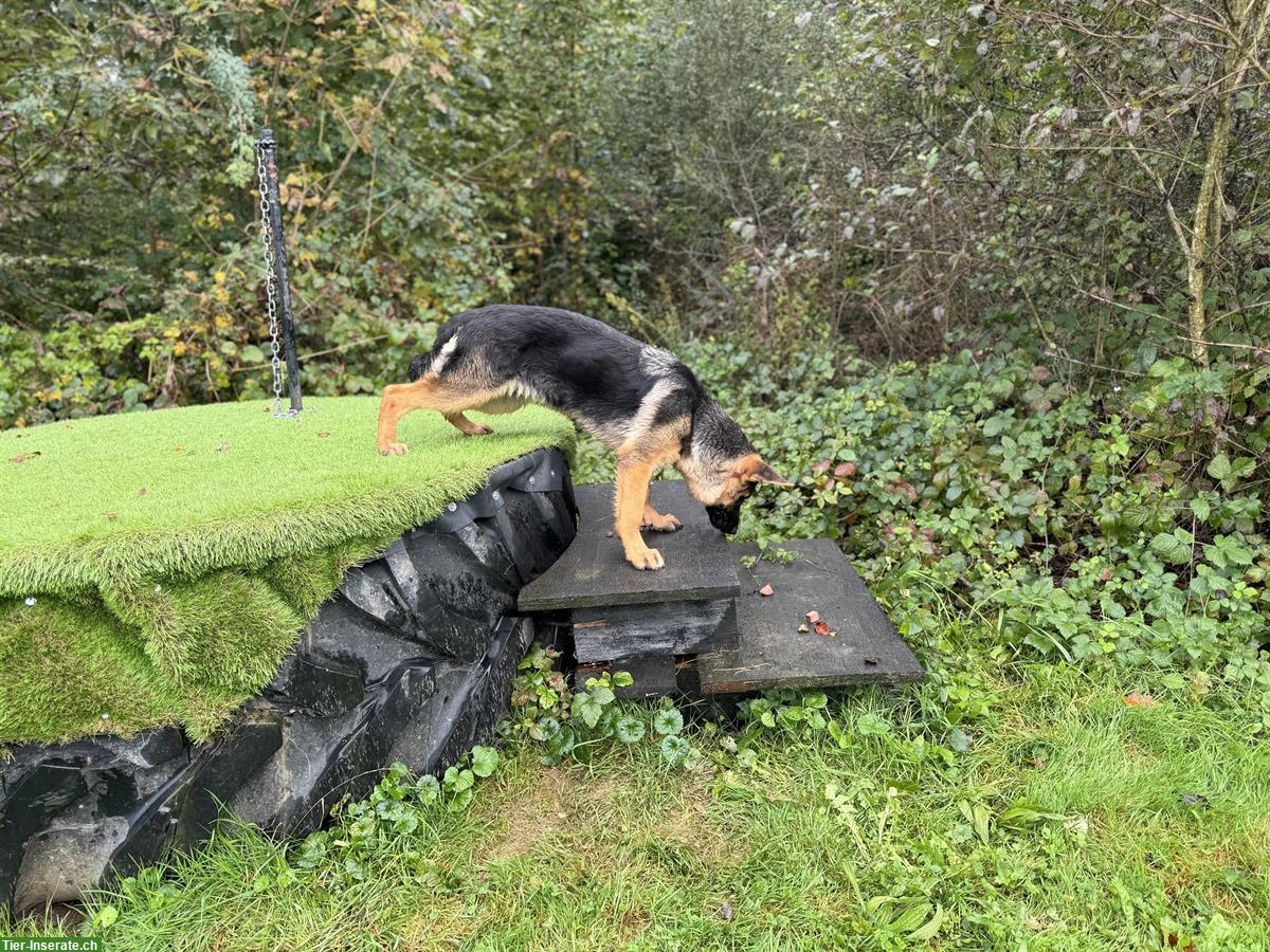 Bild 4: Deutscher Schäferhund Hündin mit SKG/SC Ahnentafel