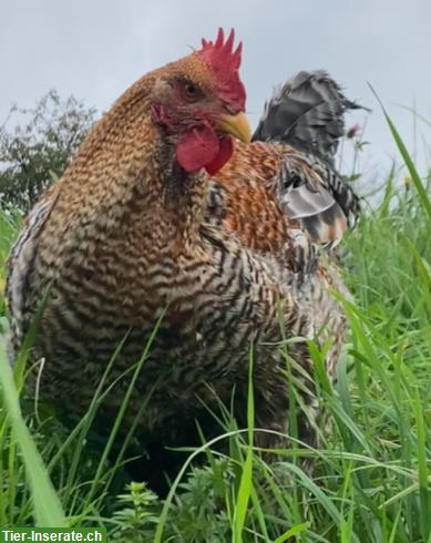 Bild 4: GRATIS: Bielefelder Kennhuhn, Hähne, 21 Wochen alt