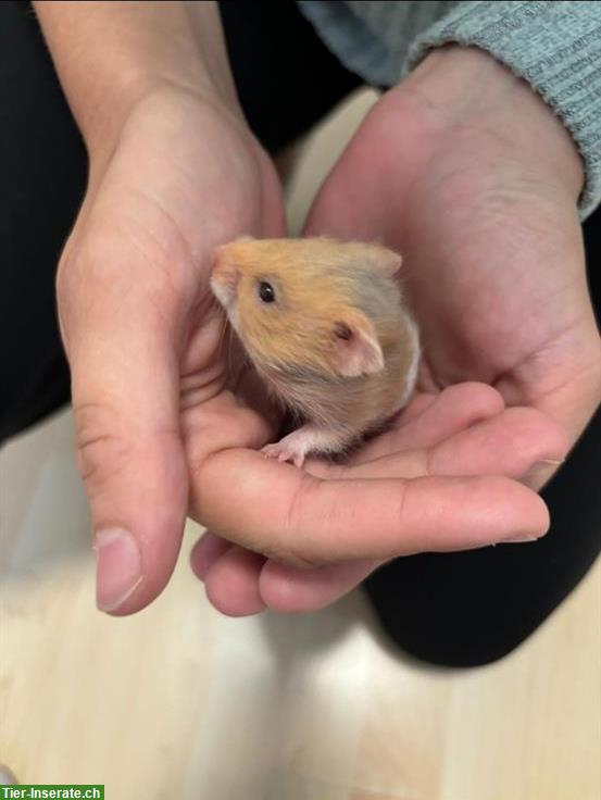 Teddyhamster Baby Dari, Weibchen