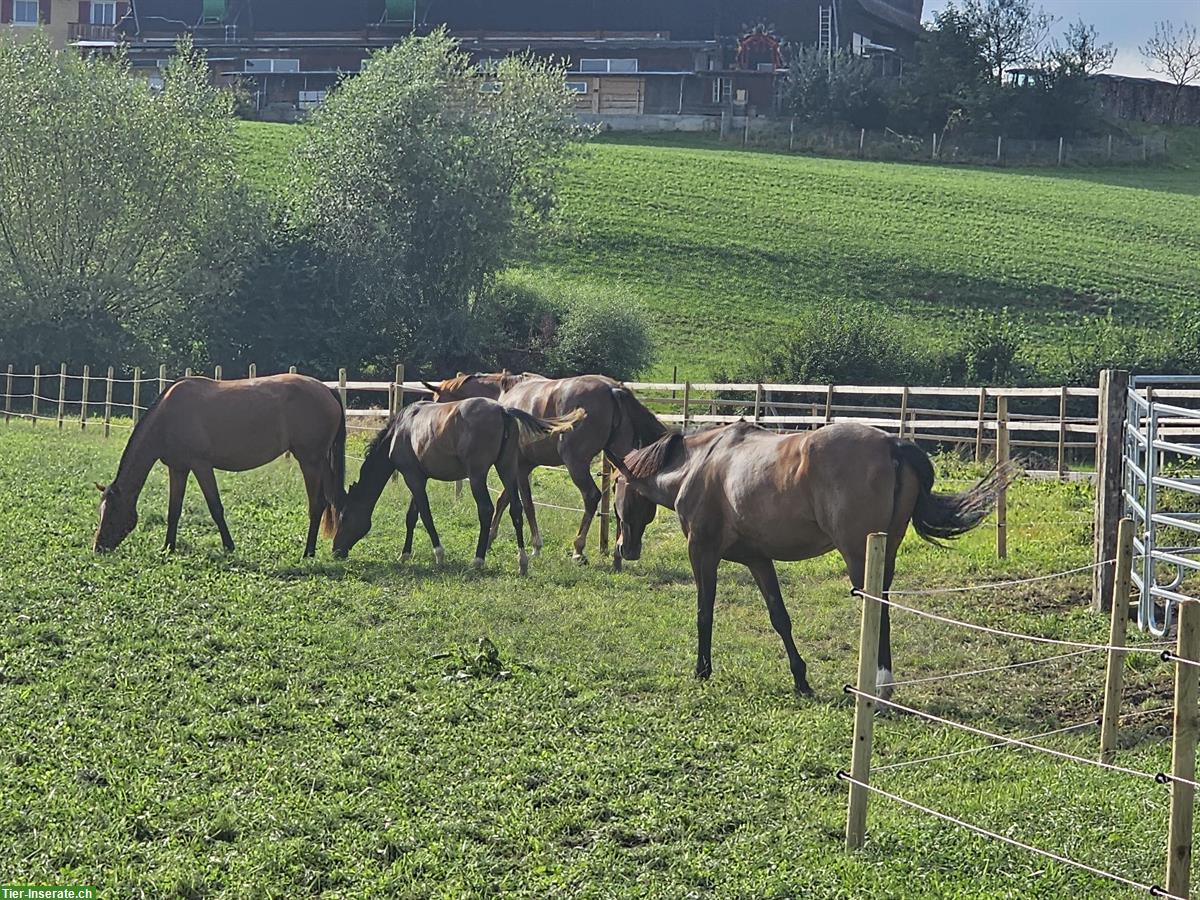 Bieten Platz für Ihr Stutfohlen zur Aufzucht