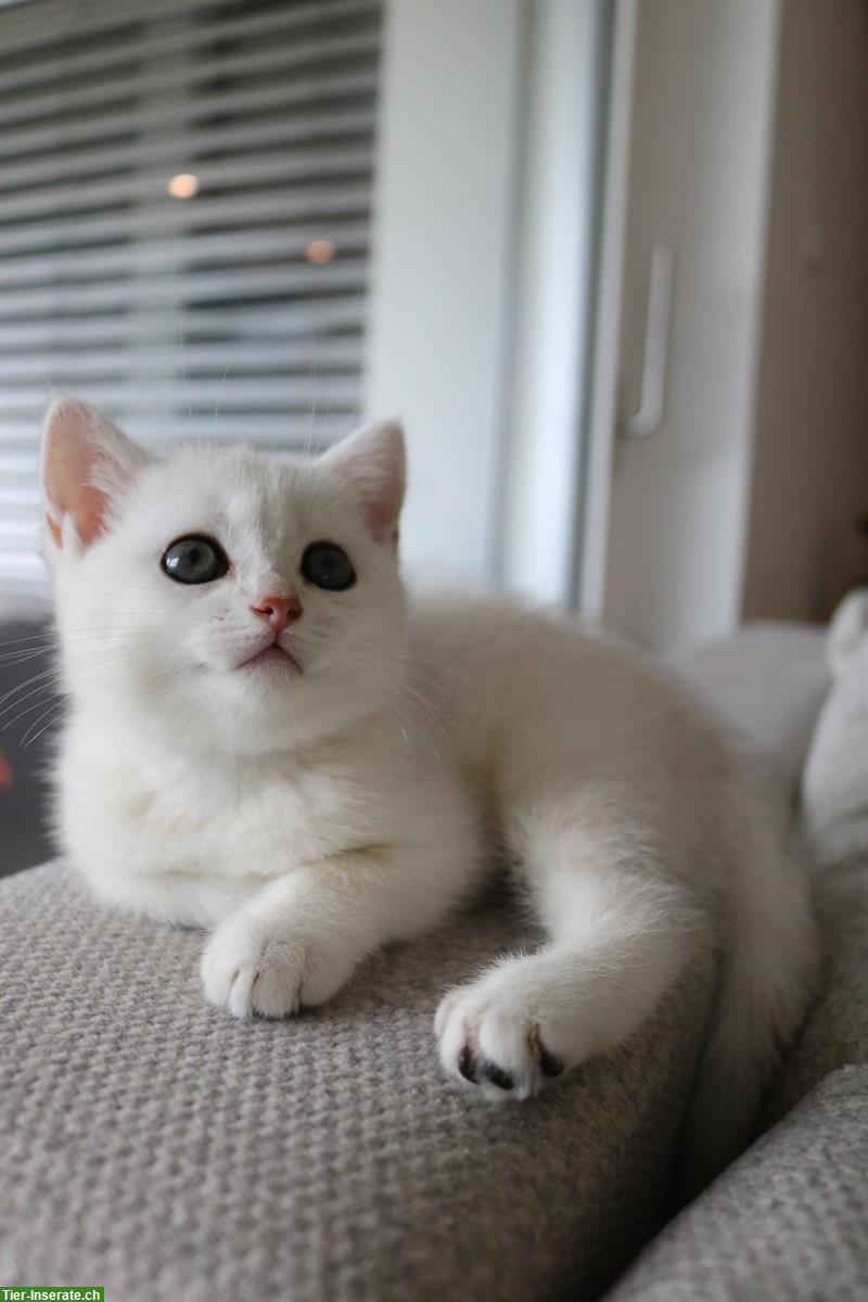 British Shorthair Colorpoint Girl ab Ende Oktober