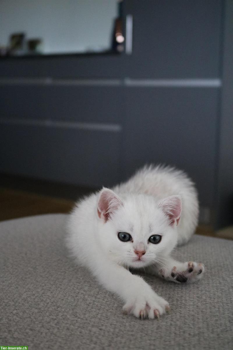 Bild 4: British Shorthair Colorpoint Girl ab Ende Oktober