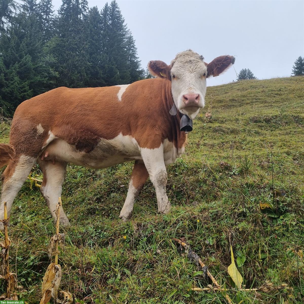 Schönes Simmentaler Rind, Code 70, Hornlos