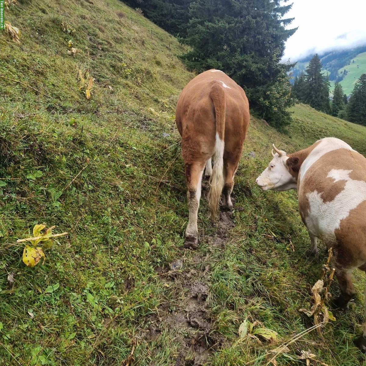 Bild 3: Schönes Simmentaler Rind, Code 70, Hornlos