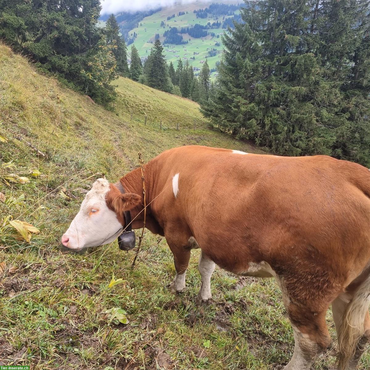 Bild 4: Schönes Simmentaler Rind, Code 70, Hornlos